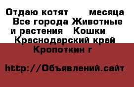 Отдаю котят. 1,5 месяца - Все города Животные и растения » Кошки   . Краснодарский край,Кропоткин г.